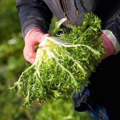 Salade Frisée Priméale