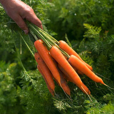 Botte de carottes Baie du Mont Saint Michel Priméale