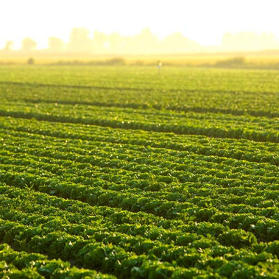 Mont-St-Michel-champs-salade