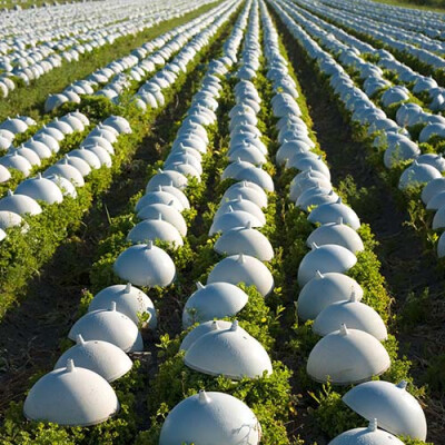 Mont-St-Michel-champs-salade-cloche Priméale
