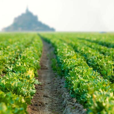 Champs de salades et vue sur le Mont St Michel Priméale