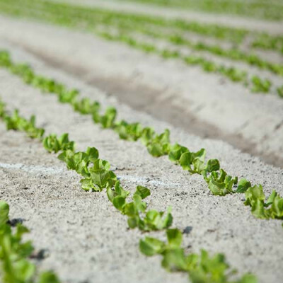 Culture des salades Mont St Michel Priméale