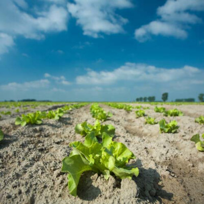 Culture des salade Priméale