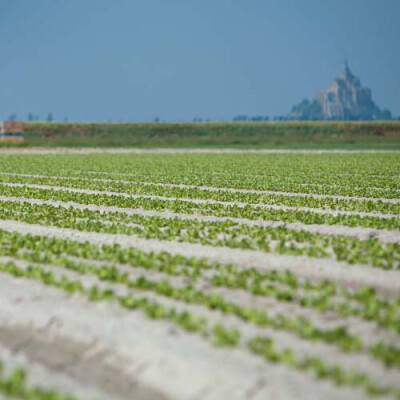 Culture des salades