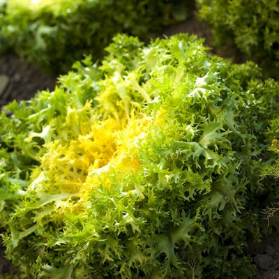 Salade frisée Priméale