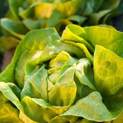 Laitue des champs Priméale