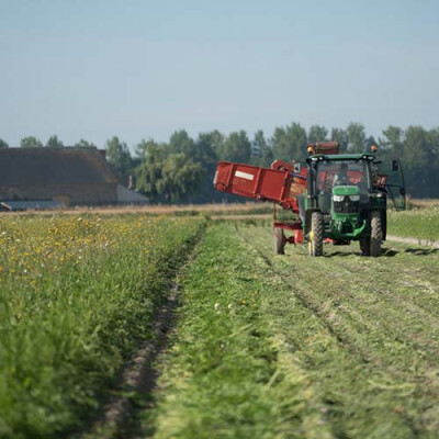 Récolte des carottes Priméale Baie du Mont St Michel