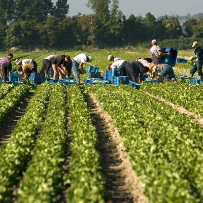 Récolte des salades Priméale