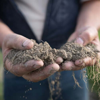 Terre Sableuse du Mont-St-Michel Priméale