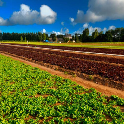 Champs de jeunes pousses