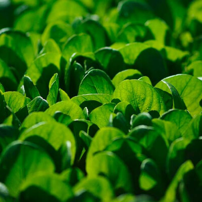 Champ de jeunes pousses