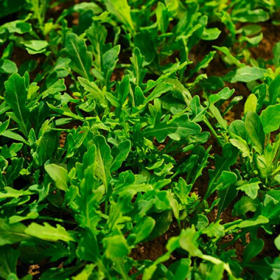 Champ de jeunes pousses