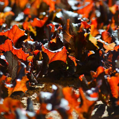 Champ de jeunes pousses