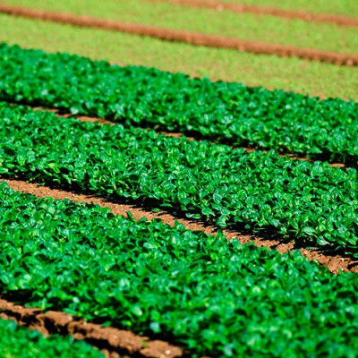 Champs de jeunes pousses