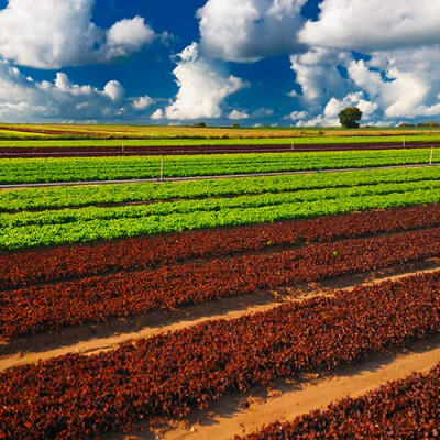 Champs de jeunes pousses