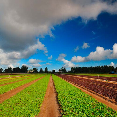 Champs de jeunes pousses