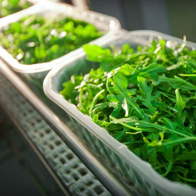 Jeunes pousses barquette Priméale