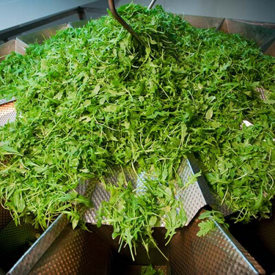 Jeunes pousses station Priméale