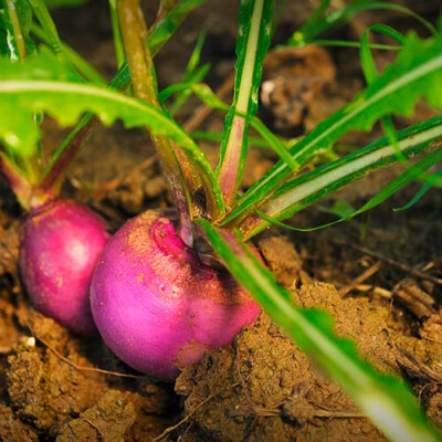 Navet Val de Saire Priméale