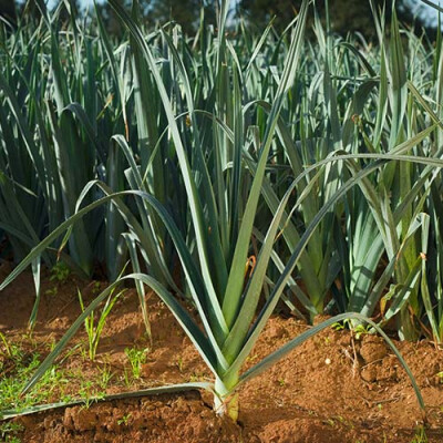 Pied de poireaux Val de Saire Priméale