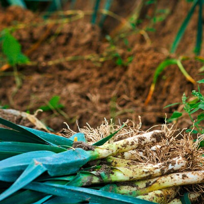 Val de Saire poireaux champs Priméal