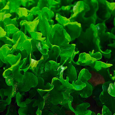 Champ de jeunes pousses