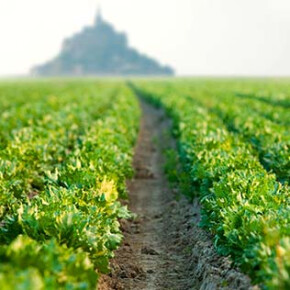 La Baie du Mont Saint-Michel