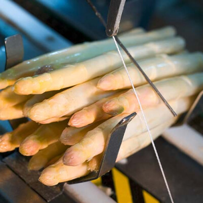 Botte d'Asperges Priméale