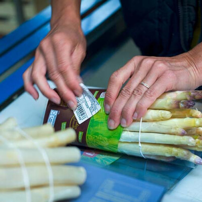 Etiquetage des bottes d'asperges Priméale