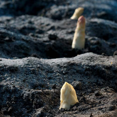 Asperge Butte Priméale