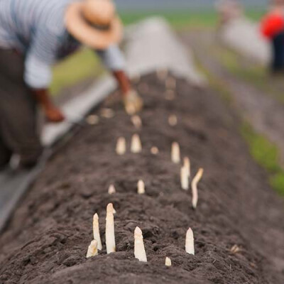Récolte des asperges Les Landes Priméale