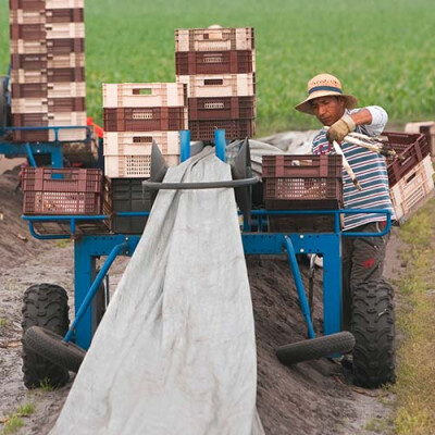 Récolte des asperges