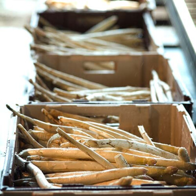 Station Asperge Priméale Les Landes