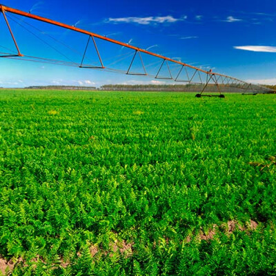 Arrosage des carottes