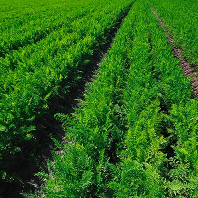 Champ de carottes Priméale