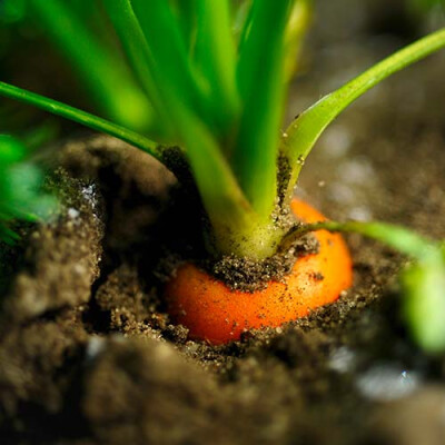 Gros Plan de carotte