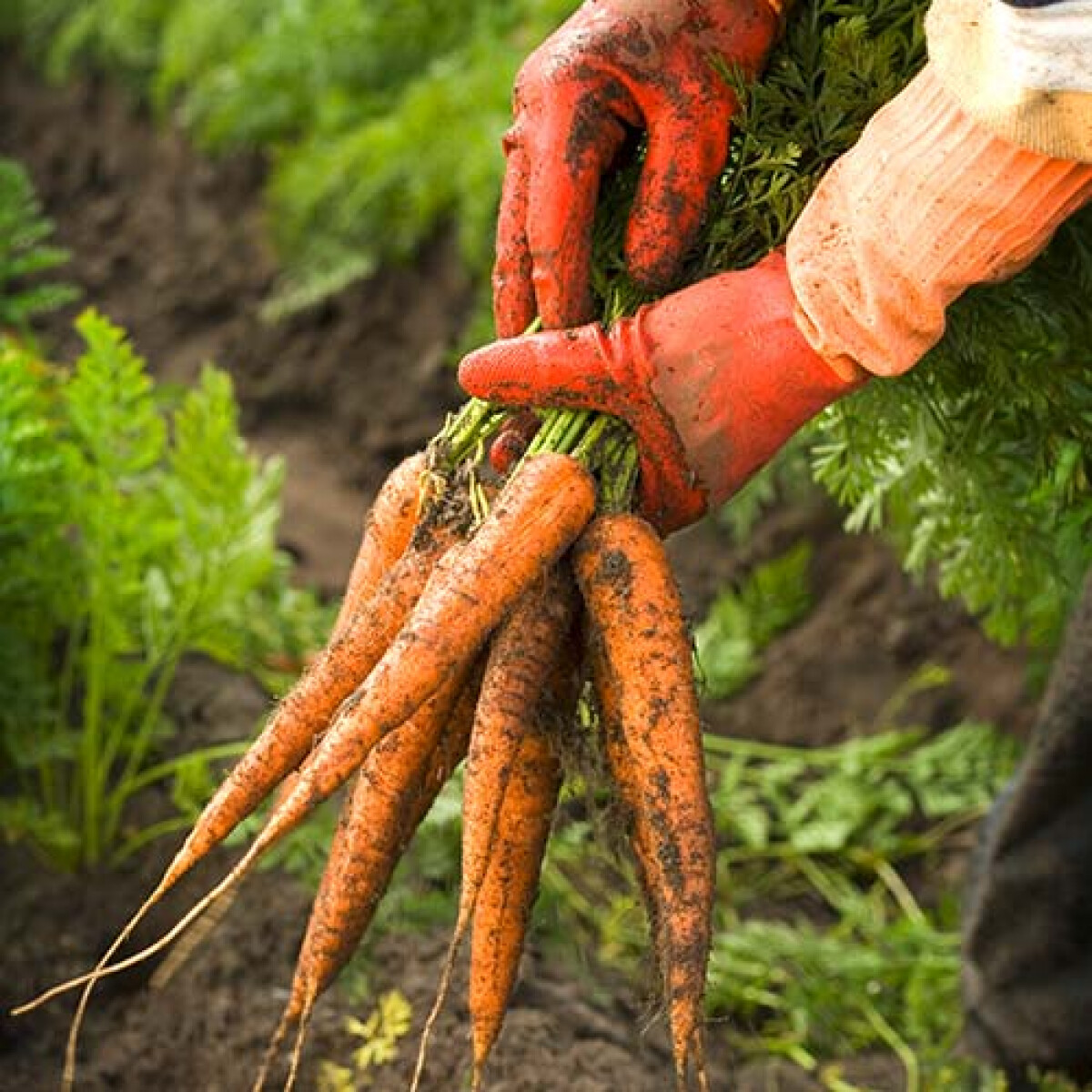 Les carottes de couleur - Priméale
