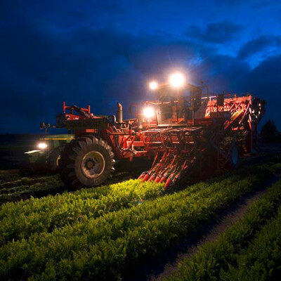 Récolte mécanique des carottes