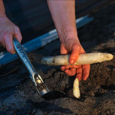 Récolte des asperges