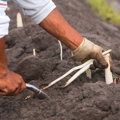 Récolte des asperges