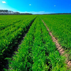 Les Landes
