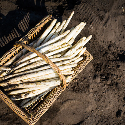 Récolte des Asperges