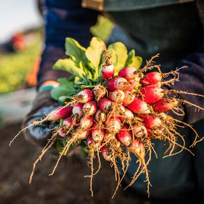Botte de radis Nantes