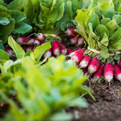 Botte de radis Priméale