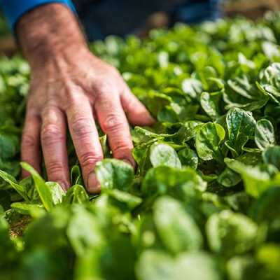 Champ de mâche Priméale
