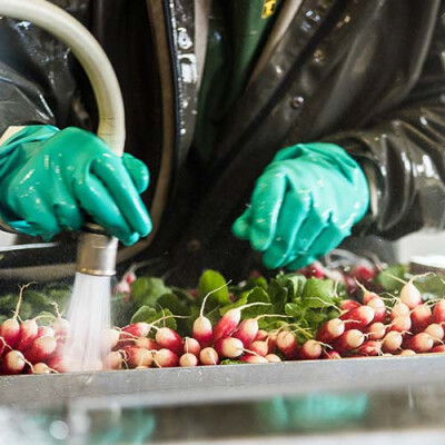 Lavage des radis Priméale