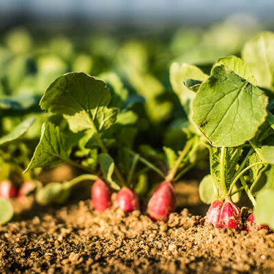 Radis dans leur champ