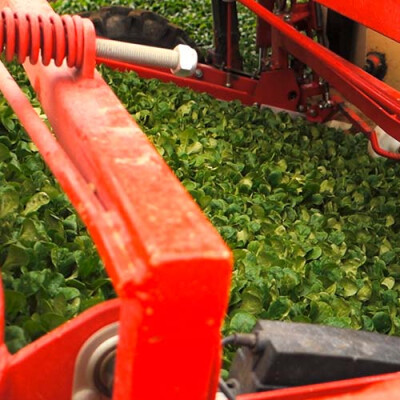 Récolte mécanique de la mâche