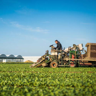Récolte mécanique de la mâche
