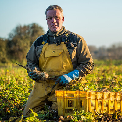Producteur de panais - Pays de Creances - Producteur Priméale